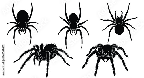 A set of five detailed black spider silhouettes with hairy tarantulas and other arachnids isolated on a white background for graphic design.