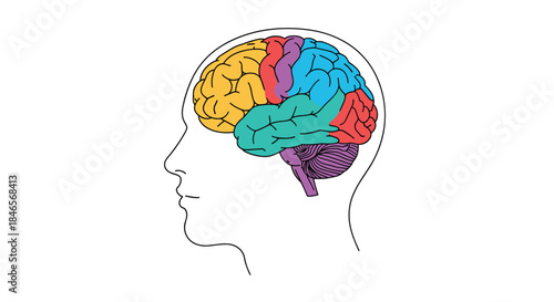 A medical diagram of a human brain in a head profile with different lobes highlighted in various bright distinct colors.