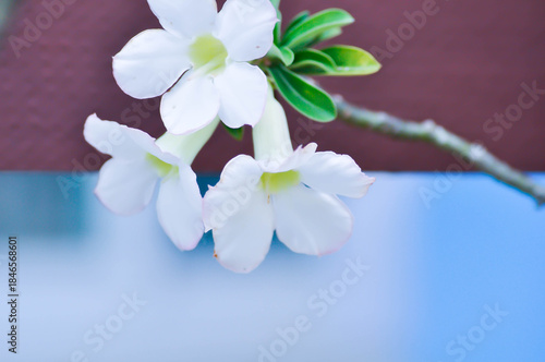 Adenium obesum , Desert rose or Mock Azalea or bignonia or Impala lily or APOCYNACEAE or white Adenium
