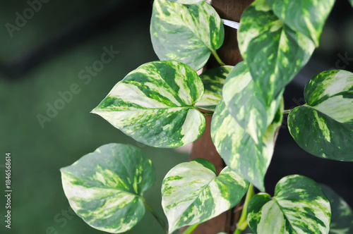 Epipremnum aureus Engl, ARACEAE or Devils Ivy or Golden Pothos or Hunters Robe or Epipremnum aureum or Araceae or bicolor leaf