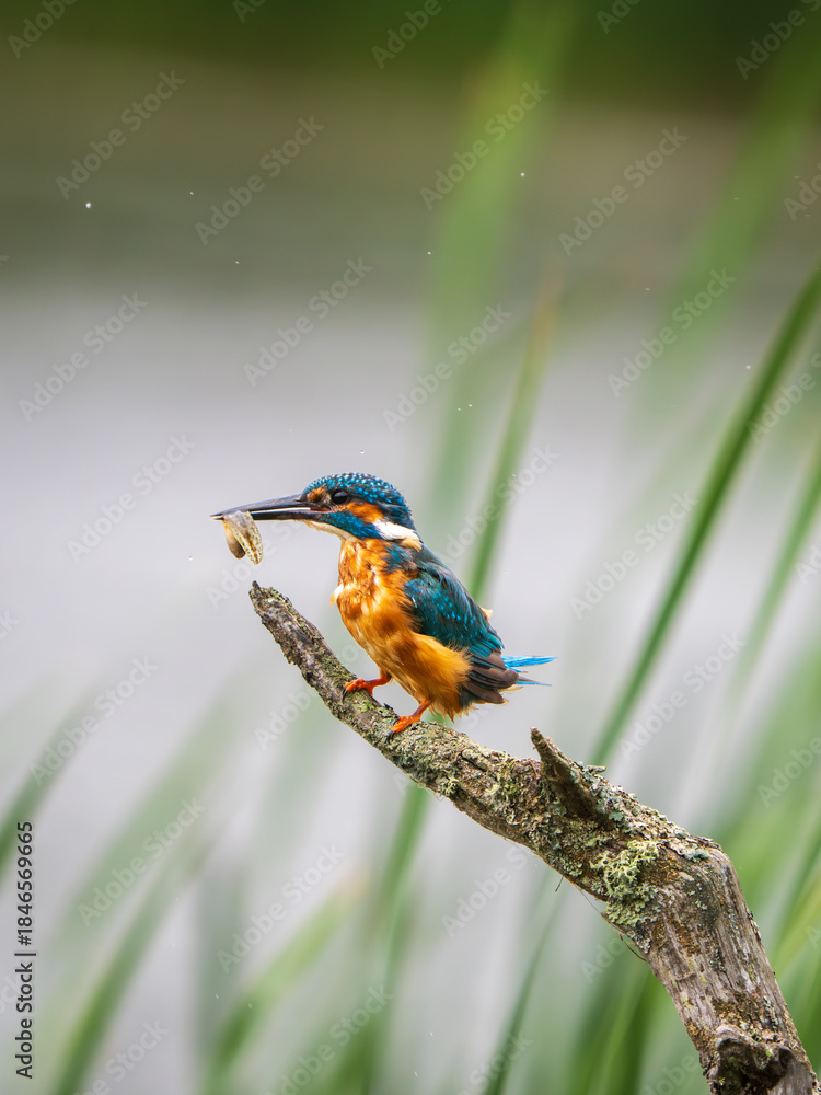 Fototapeta premium Kingfisher Perched on a Post Feeding on a Tadpole