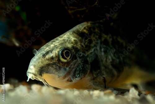 Close-up photograph of a Corydoras catfish, highlighting fine details, textures, and natural patterns in a calm aquatic environment.
