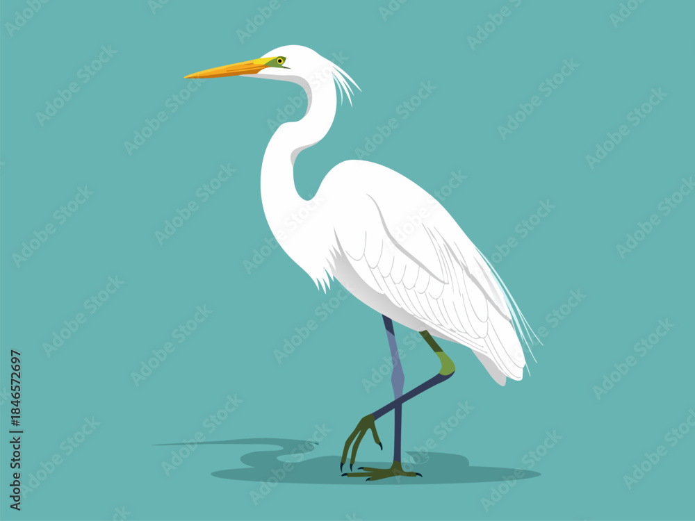 Fototapeta premium A graceful white egret stands on one leg against a teal background, casting a shadow.