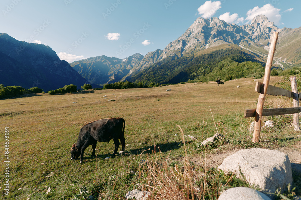 Obraz premium cow mountain meadow pasture fence landscape with grazing bovine on green field in alpine valley under sunny sky, rural farm scenery and peaceful outdoor panorama among rocky peaks