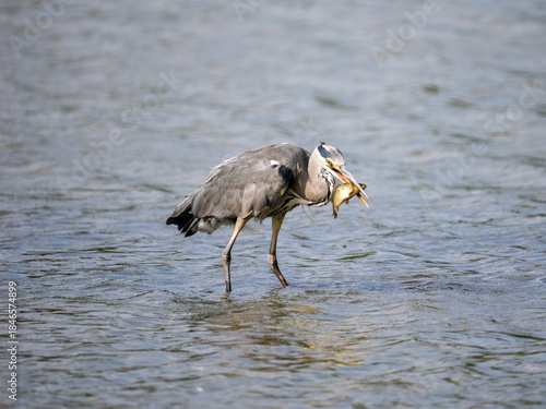Grey Heron Catching a Carp Fish in a Lake
