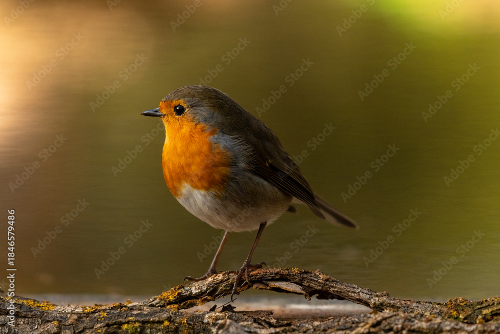 Fototapeta premium pean Robin (Erithacus rubecula) perched on a rock - stock photo
