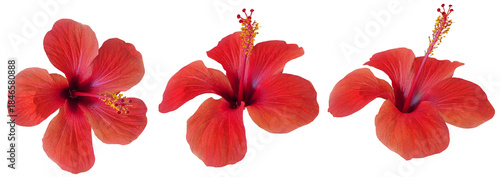 Natural red-coral hibiscus flower isolated on transparent background