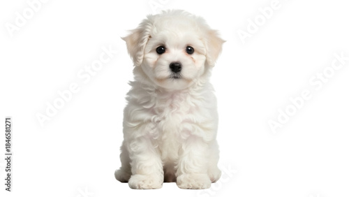 Tableau sur toile Isolated fluffy white puppy sitting cutely, a Bichon Frise with big dark eyes an