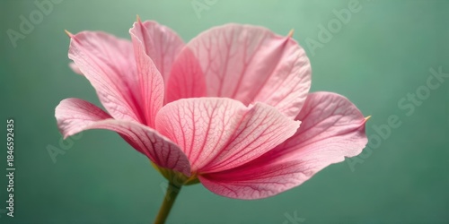 A Delicate Pink Blossom Against a Serene Teal Background, Showcasing Intricate Petal Veins and Gentle Curves