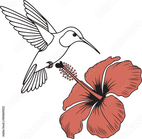 Hummingbird feeding on a red hibiscus flower vector.