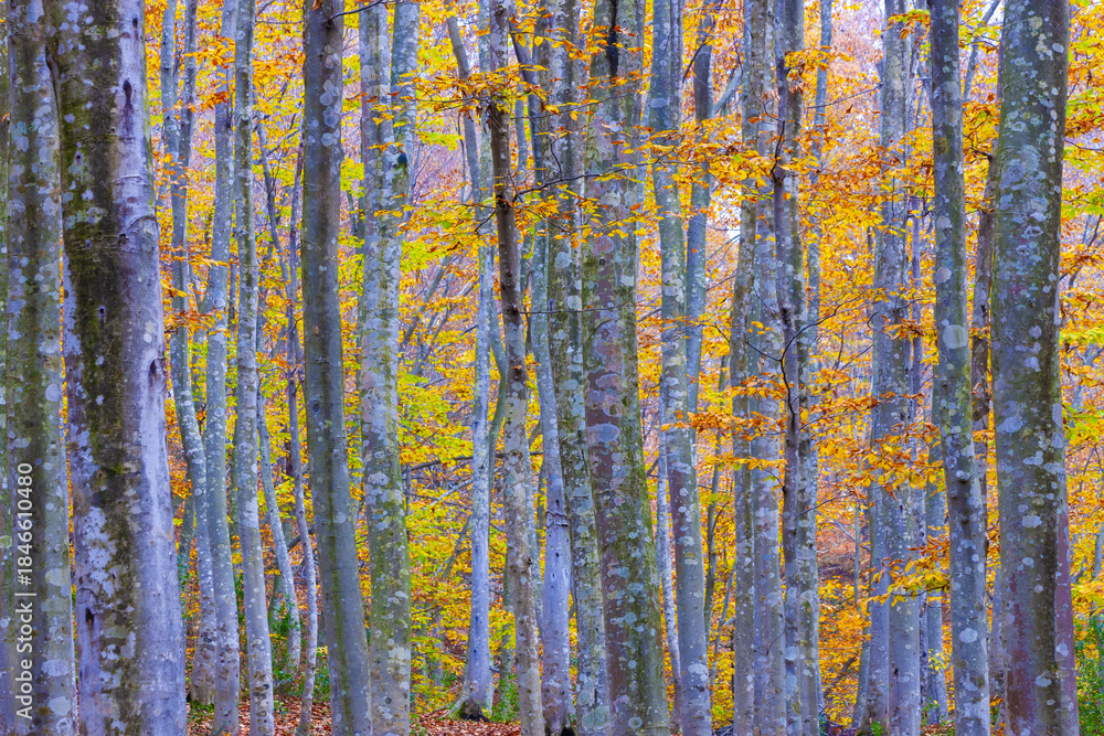 Obraz premium 秋色のブナ林