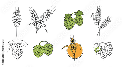 Set of beer ingredients including wheat ears and green hops drawn in a clean and modern line art style with some color.