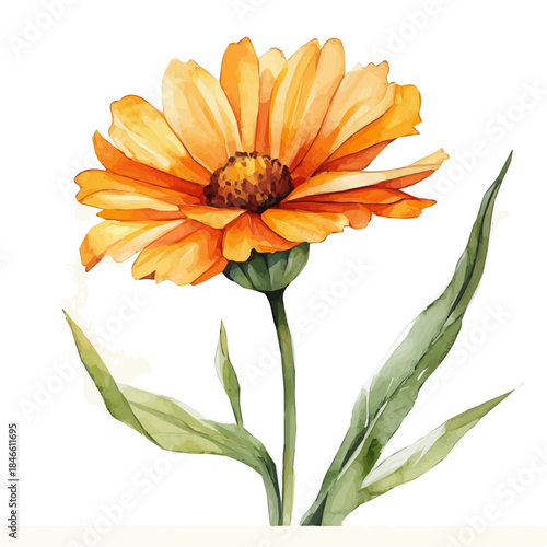 Hand-painted style, vectorized, vector set available in EPS An Elegant watercolor painting design_Watercolor_style_painting_of_a_calendula_flower_on_a_white