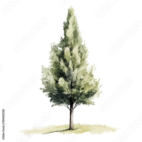A_Watercolor_style_painting_of_a_cypress_tree_on_a_white_Hand-painted style, vectorized, vector set available in EPS An Elegant watercolor painting design