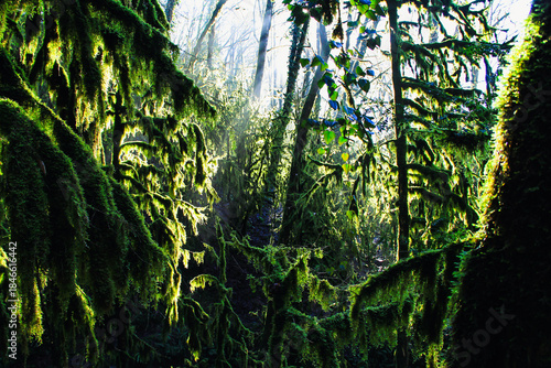 Fototapeta Naklejka Na Ścianę i Meble -  sunlight in the forest