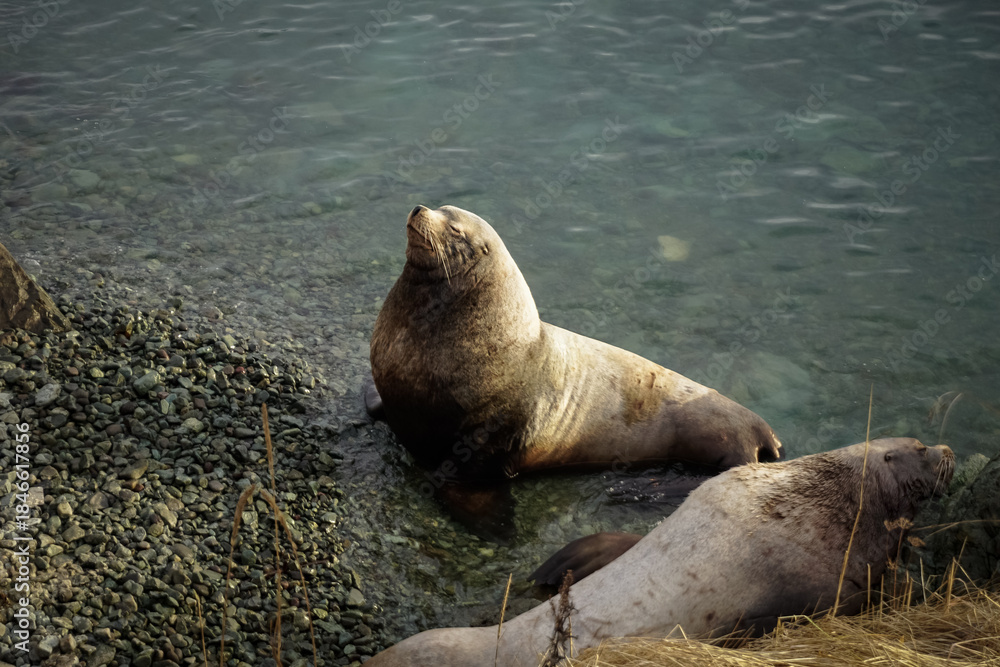 Fototapeta premium Wild Sea Lions of Petropavlovsk Kamchatsky Coast