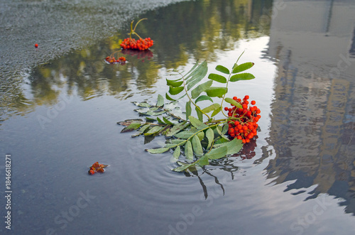 Rowan berry clusters on asphalt after rain in a puddle in the courtyard of an apartment building