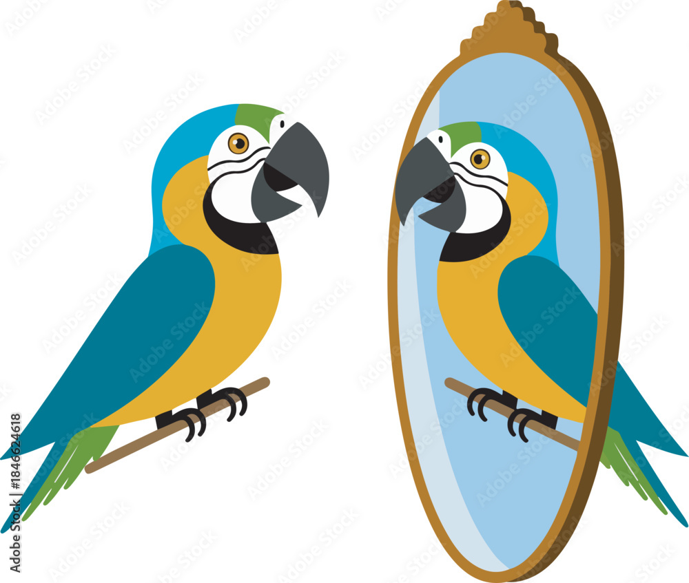 Fototapeta premium Macaw parrot looking at reflection in mirror.