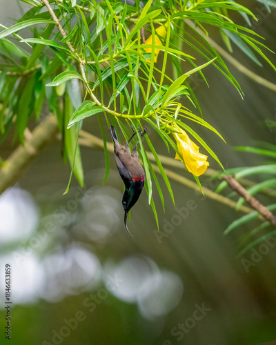 Male Loten’s sunbird diving from branch in mid-flight