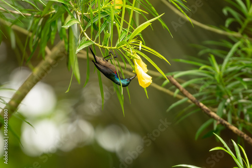 Male Loten's sunbird feeding on yellow oleander flowers