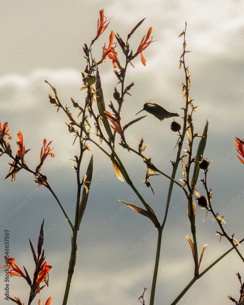 Naklejka premium The silhouette of a hummingbird feeding on Indian shot flowers, against an overcast sky at sunset, in a forest in the eastern Andean mountains of central Colombia, near the Iguaque natural reserve.