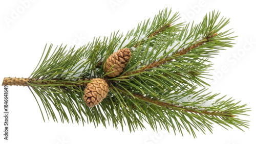 Isolated Christmas fir branch with pine cones and snow, evergreen decoration twig