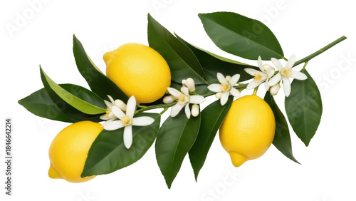 Isolated lemon fruit with leaves and flowers, whole citrus, botanical, organic, fresh