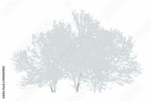 Silhouetted trees against a white background showcasing natural foliage forms