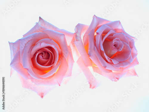 Pink roses isolated with soft glowing light.