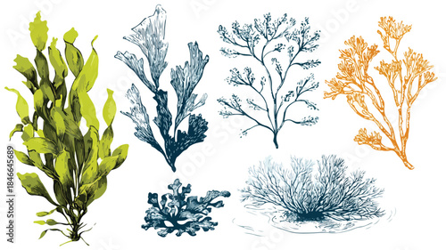 Diverse Collection of Plants Including Seaweed - Botanical Image with Various Plant Species