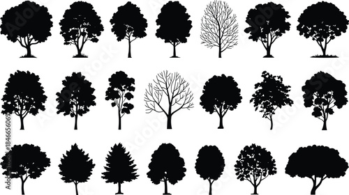 Realistic deciduous and conifer tree silhouettes collection with detailed branches and canopies, black nature elements set, vector illustration
