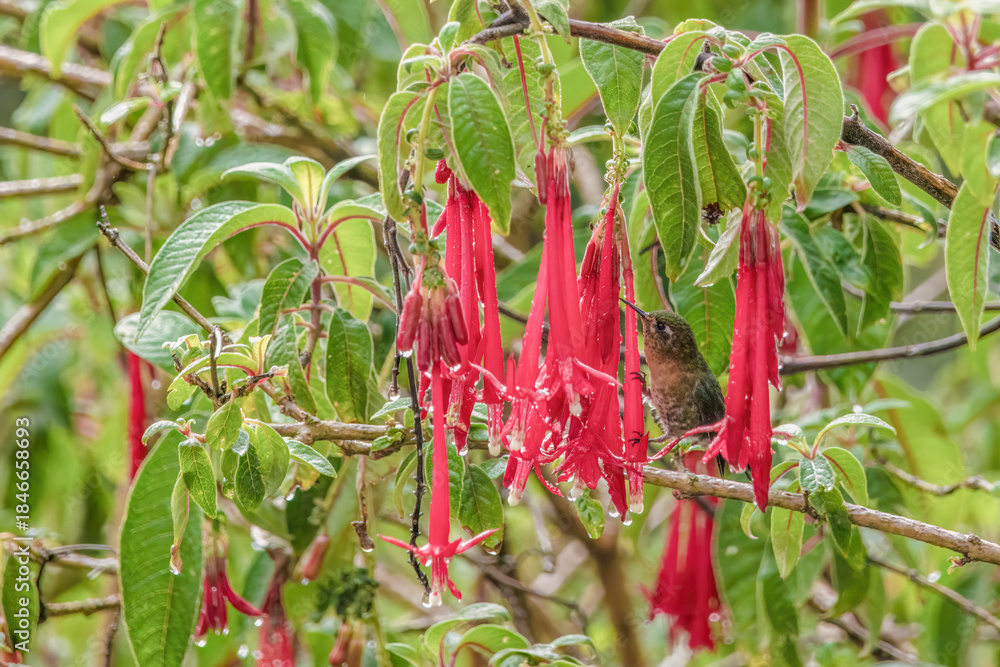 Naklejka premium A tyrian metaltail hummingbird feeding on fuchsia Boliviana flowers, in a forest in the eastern Andean mountains of central Colombia, near the Iguaque natural reserve.