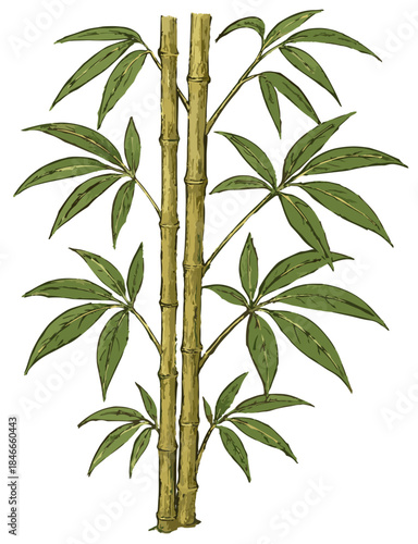 Bambusa vulgaris illustration art