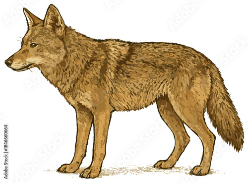 Canis latrans illustration art