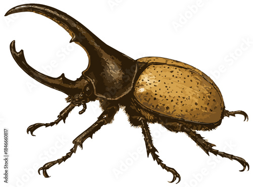 Photos Dynastes hercules illustration art