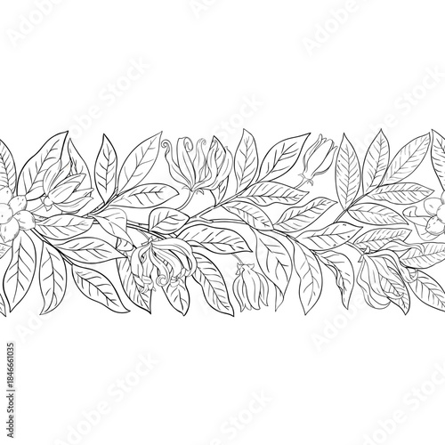 Ylang Ylang Branch with Flowers and Leaves Outline Horizontal Seamless Pattern. Essential oil ingredient for cosmetics, spa, aromatherapy, health care, alternative medicine. Vector isolated for design
