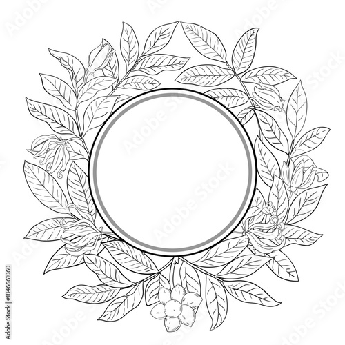 Ylang Ylang Branch with Flowers and Leaves Outline Round Frame. Essential oil ingredient for cosmetics, spa, aromatherapy, health care, alternative medicine. Vector isolated for design or decoration.