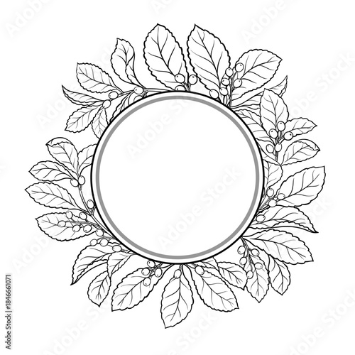 Yerba Mate Branch with Berries and Leaves Outline Round Frame. Vector isolated for design or decoration.