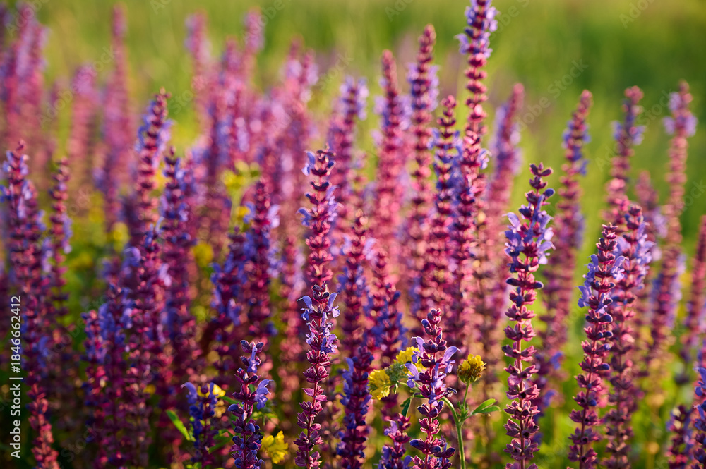 Obraz premium Purple sage flowers blooms in the summer meadow.