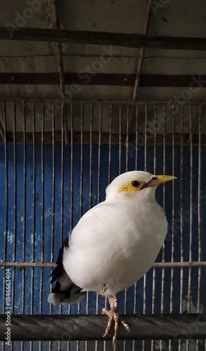 white Bali starling in a cage chirping