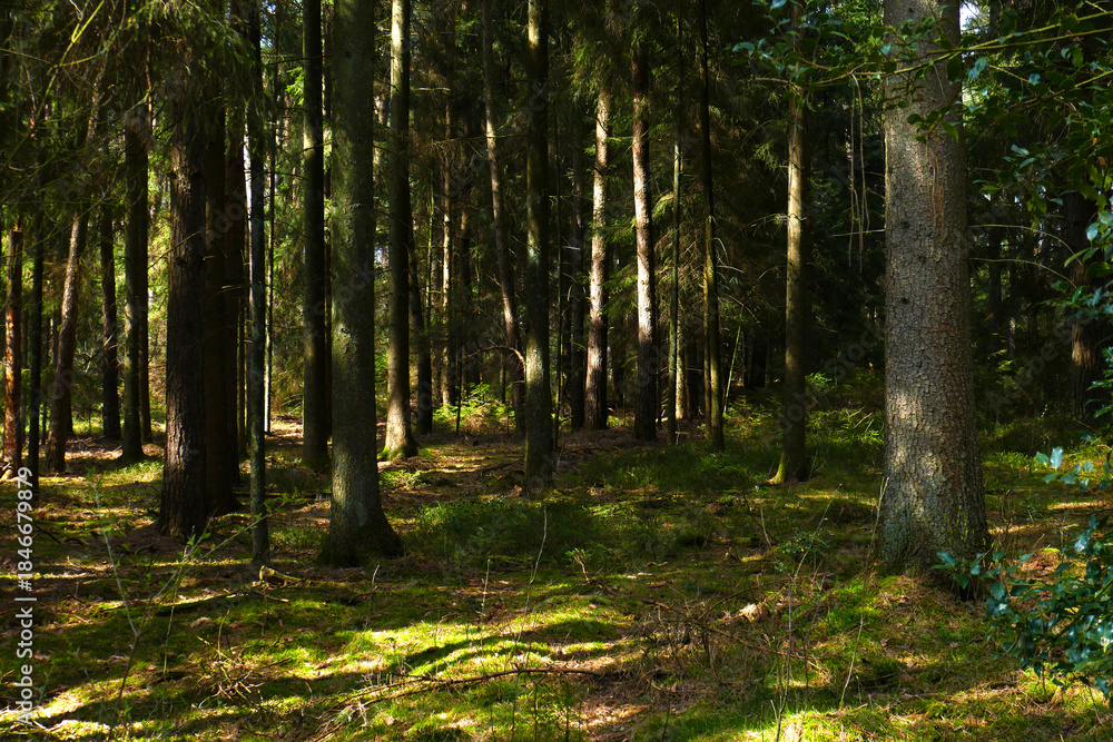 Fototapeta premium Nadelwald