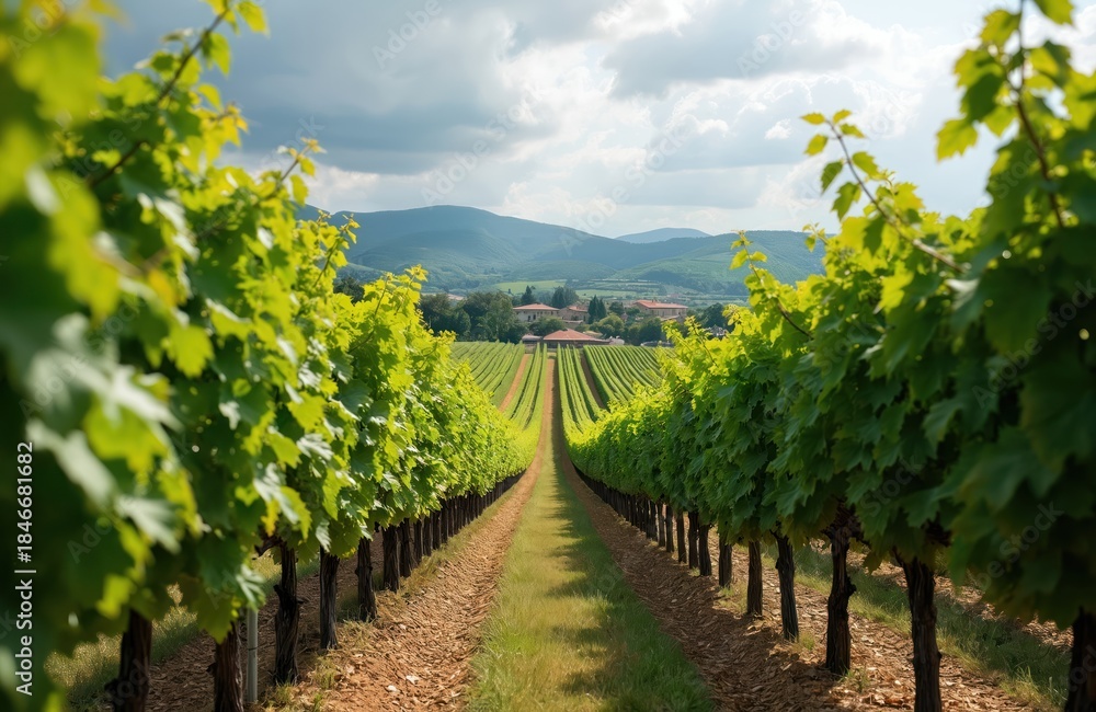 Naklejka premium Vinery rows stretch to horizon. Green vineyard landscape under cloudy sky. Grape plants in field with village at mountain hills. Travel through Tuscany countryside. Winery agriculture in rural area.