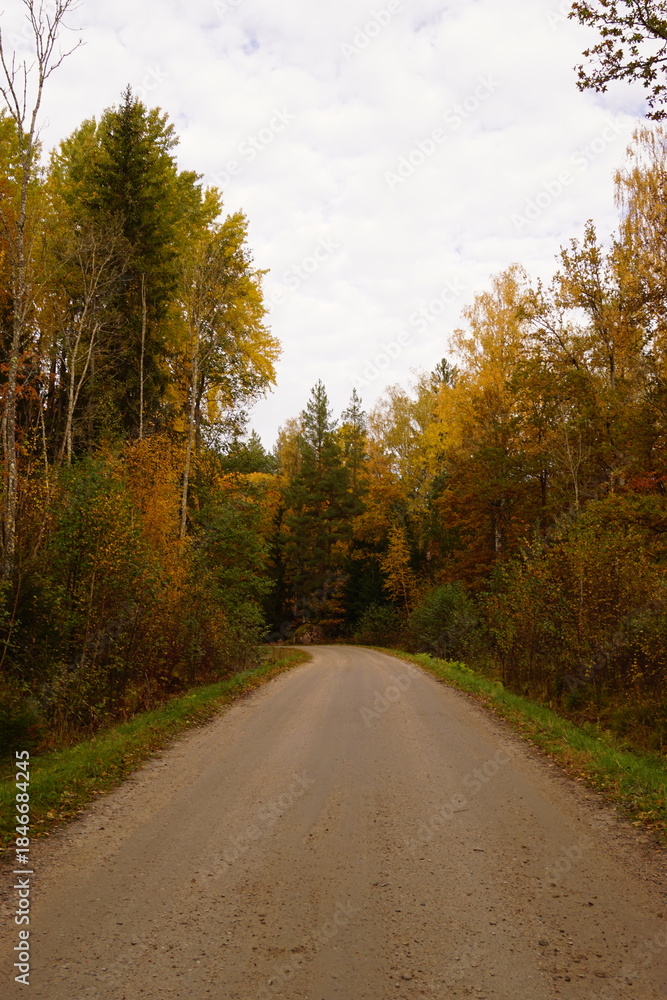 Fototapeta premium Orange and yellow autumn vibes in the Swedish countryside forests around Sörmland, Sweden 