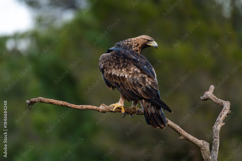 Fototapeta premium Golden Eagle (Aquila chrysaetos) perching on branch, Spain - stock photo