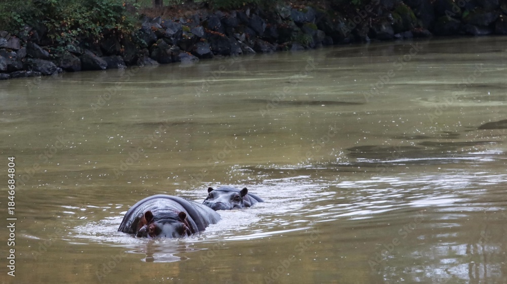 Fototapeta premium Close up of two hippos swimming in the pool floating above water showing partial of the head with copy space. Photo taken on a rainy day in Greater Vancouver Zoo