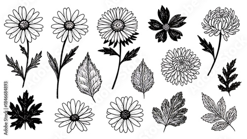 Hand-drawn Floral Sketch Collection Detailed Botanical Illustrations of Daisies, Clover, and Various Leaves in Black and White Line Art Style