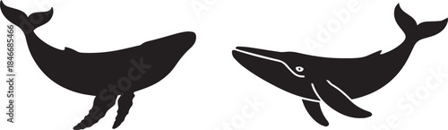 Whale silhouette or vector illustration, isolated black and white design of marine mammal for ocean, wildlife, and aquatic nature concepts