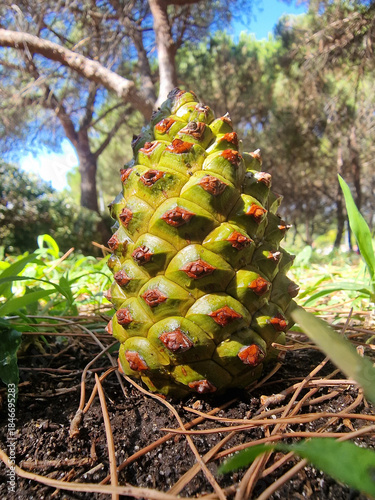 Pine cone resting on the ground, showing its natural texture and color in a natural setting