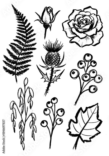 Hand Drawn Botanical Sketch Set including Rose, Thistle, Fern, and Berry Sprigs