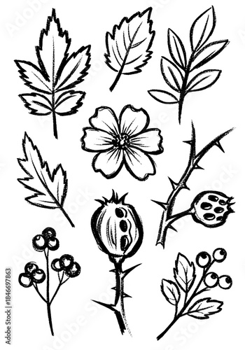 Hand Drawn Wild Rose Botanical Elements Set in Black and White Sketch Style